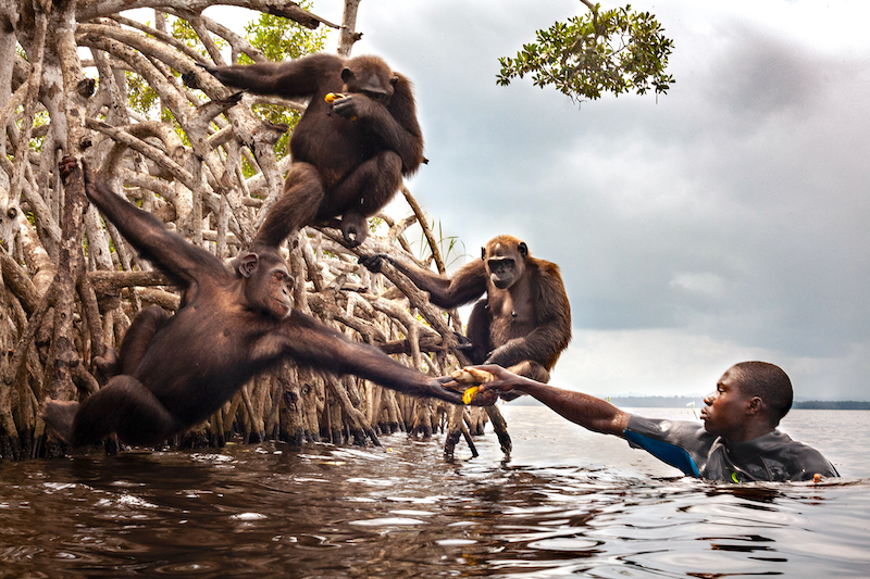 Un membre de l'association HELP donne à manger aux chimpanzés © Quentin Hulo