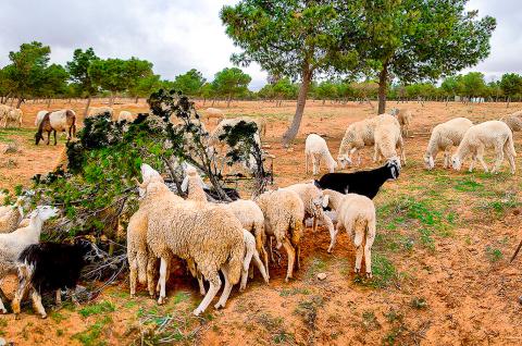 Rencontre avec un berger berbère en Algérie