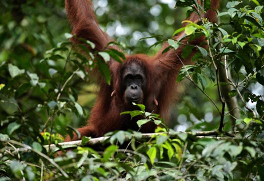 Orang-Outant dans la végétation à Bornéo