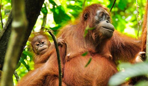 Orangs-outangs dans la forêt de Bornéo