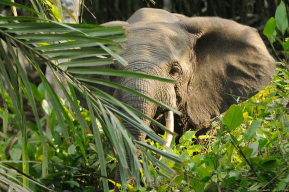 Eléphant dans la végétation dans le parc de Conkouati-Douli au Congo